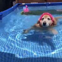プールに入る犬1