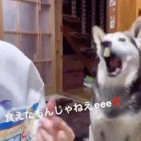 オヤツを放り投げたら…