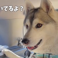 ハスキーのいちみちゃん