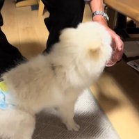 老年男性が持っているコップに顔を入れる犬