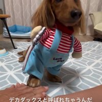 デカダックスのエールくん