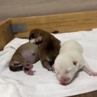 並んで動く3匹の犬
