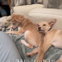隣りに座る女性に視線を向ける犬