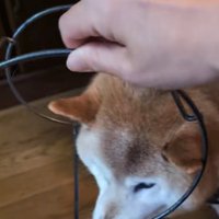 飼い主が手を使って外そうとしている場面