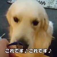 ヨーグルトを欲しがるギンちゃん6