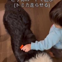 こり男くんの背中をサーキットに！？