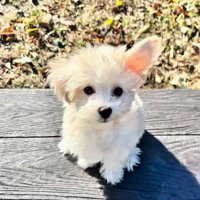 そらちゃんのお耳の変化4