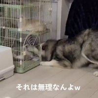 ケージに顔を入れようとする犬