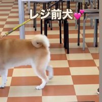 レジに近寄る犬