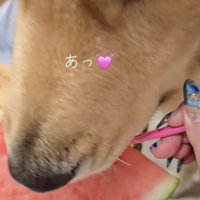 「食べ方わかった！！」