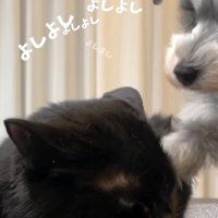 猫を撫でる小型犬