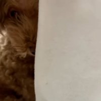 顔をのぞかせるチャミィちゃん