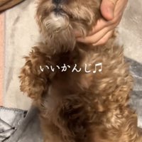 目をつむる犬3