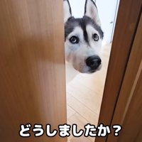 「ちょっと来て！」とお目目でアピール