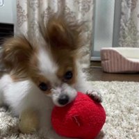 千葉出身だからピナちゃん