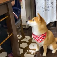 「すき焼きちょうだい！」とアピール中