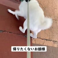 やっぱり戻りたい銀くん