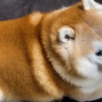 「お昼寝してみよ…」