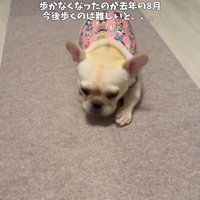 足を引きずって歩くフレンチブルドッグ
