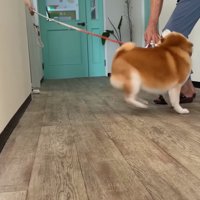 足元で甘える柴犬