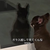 お兄ちゃんの帰りを待つこげまる君3