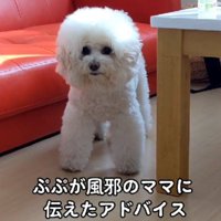 体調不良を愛犬にアピール