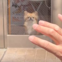 犬に手を振る