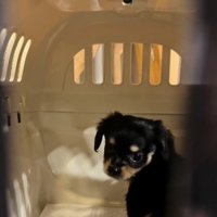 お迎え直後のいなりちゃん