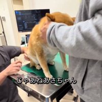 注射前のあーちゃん