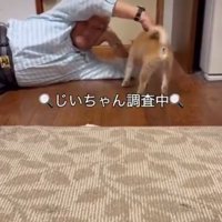 なでられる犬2