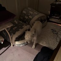 ウエスティのみみちゃん