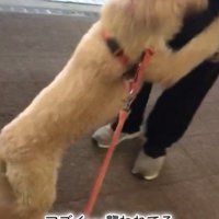 パパさんとプルミちゃん＆バニーちゃんの再会6