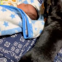 赤ちゃんとミニチュアダックスフンド