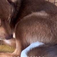 保護犬の尻尾に潜り込むハムスター