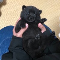子グマ