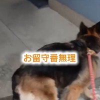 トイレに入ろうとする犬2