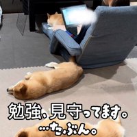 勉強中の次女を見守る豆柴たち