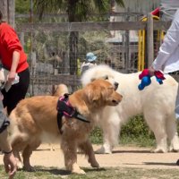あたりを見回す犬