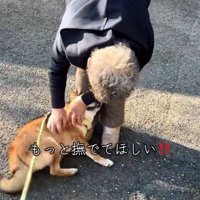 転がる柴犬さん