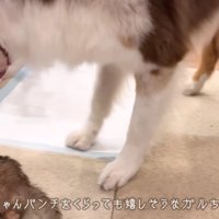 パワフルなたまちゃんにビックリ！