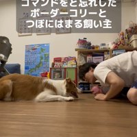 ふせをして飼い主の顔をのぞき込む犬