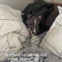 ガウルくんは元保護犬