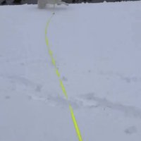 川べりの雪道を走る犬