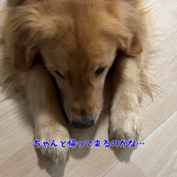 さみしそうなアルト君