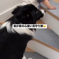 赤ちゃんを見守るヒマちゃん