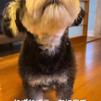 大袈裟にくしゃみをするミニチュアシュナウザー