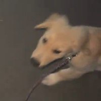 隣にいる飼い主に視線を送る犬