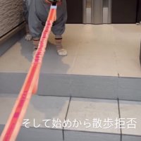 リードを引かれても動かない犬
