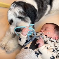 赤ちゃんと遊ぶ犬