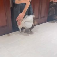 挨拶するチワワ